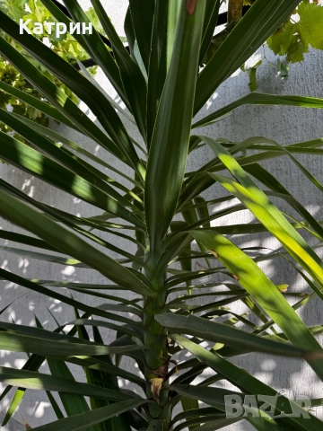 Палма Юка, снимка 6 - Градински цветя и растения - 51643171