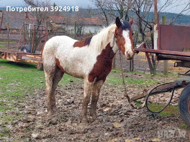 Продавам двата коня , снимка 6 - Коне - 53626809