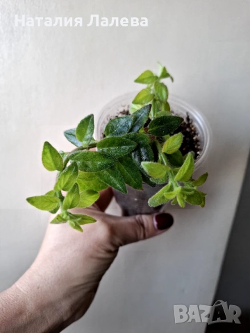 Колумнея, columnea orange sherbet, снимка 2 - Стайни растения - 53412137