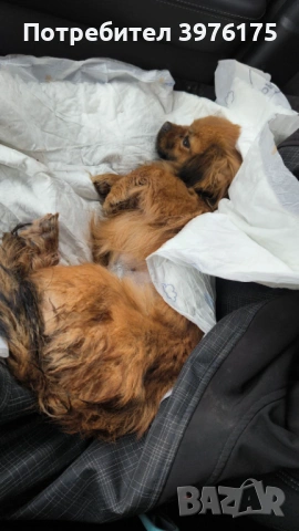 Пекинез женски 1г и половина , снимка 2 - Пекинез - 53627723