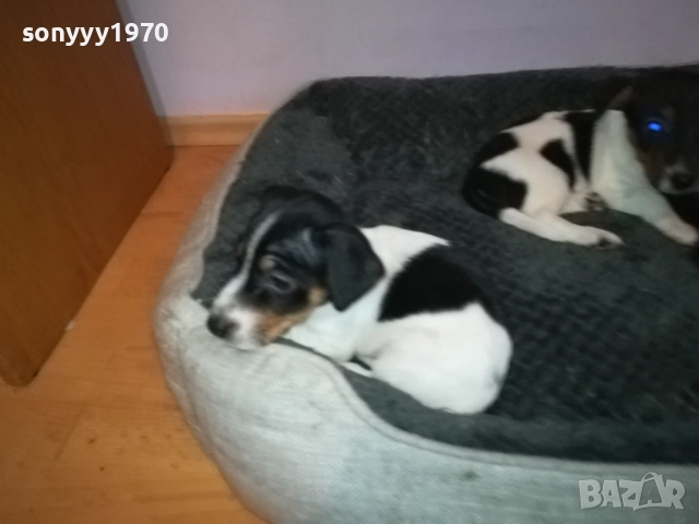 ДЖАК РЪСЕЛ КУЧЕНЦА-ЖЕНСКО ИЛИ МЪЖКО 0410251719, снимка 9 - Джак ръсел териер - 51944592