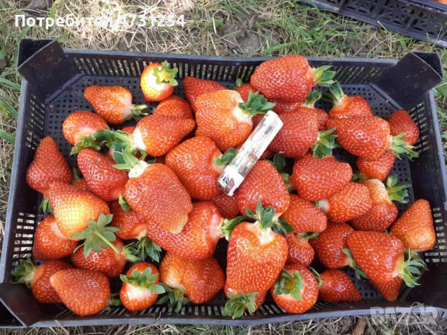 Разсад ягоди , снимка 6 - Разсади - 53403802