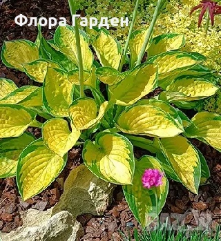 ХОСТА, АСТИЛБЕ - Коренища - ПРЕДВАРИТЕЛНИ ПОРЪЧКИ, снимка 12 - Градински цветя и растения - 49488937