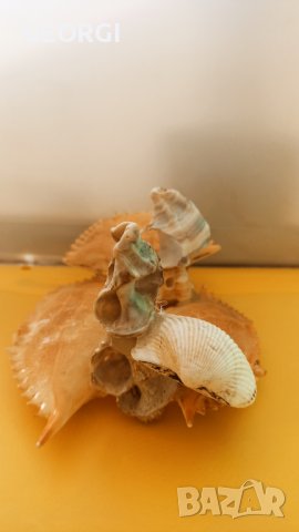 Фантазии, ръчна изработка с морски раковини, снимка 12 - Ръчно изработени сувенири - 42314530