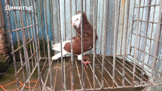 Продавам гълъбите от снимките , снимка 4 - Гълъби - 53144161