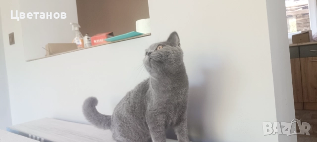 Британска късокосместа, снимка 4 - Други животни - 51527174