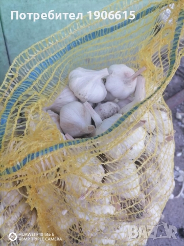 Чесън за садене, снимка 2 - Сортови семена и луковици - 52475950