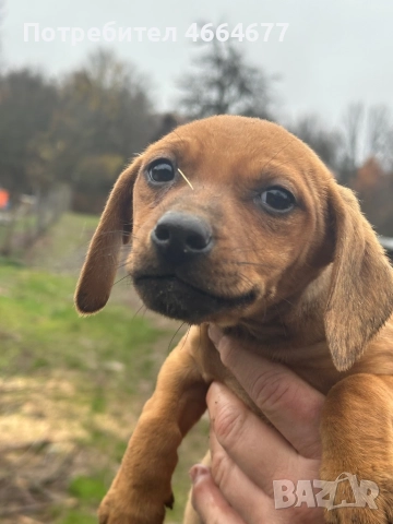 Подарявам кученца , снимка 2 - За кучета - 52589912