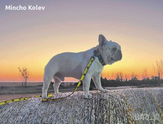 френски булдог , снимка 4 - Френски булдог - 53187558