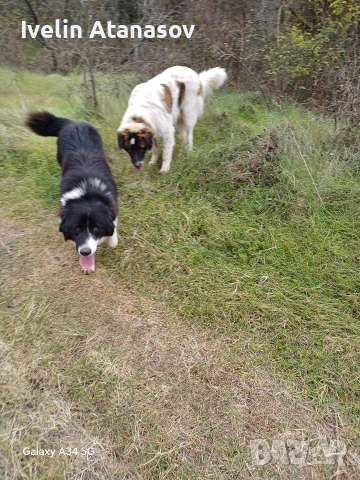 Каракачанки, снимка 9 - Каракачанска овчарка - 53474484