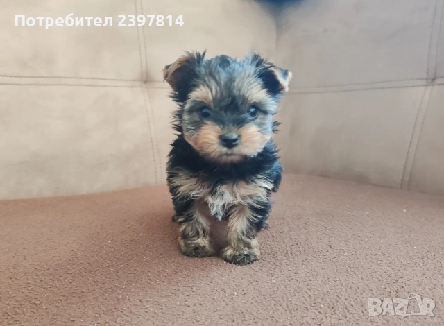 Йоркширски териер - женско , снимка 8 - Йоркширски териер - 53610267