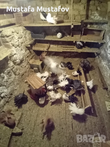 ПРОДАВАМ ФЕНЕРЛИИ , снимка 12 - Гълъби - 52806875