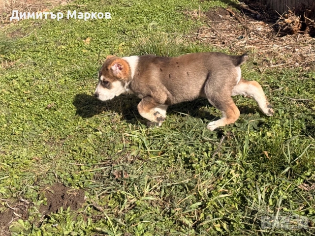 Кученца АЛАБАЙ(САО)