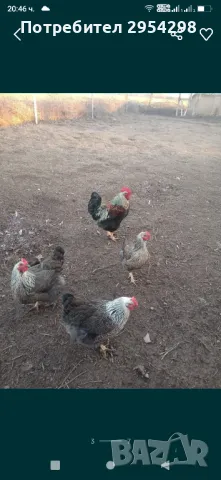 Катунски кокошки - разплодни яйца, снимка 4 - други­ - 49318643