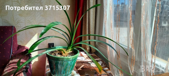 Китайска роза два броя,кливия, снимка 5 - Стайни растения - 53837775