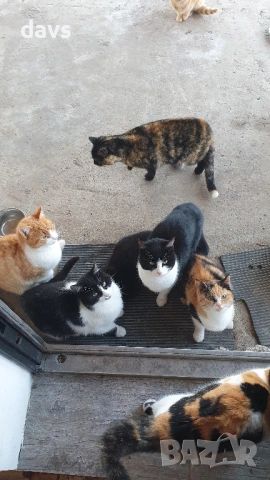 Дом за млади котета - остават сами на произвола на съдбата