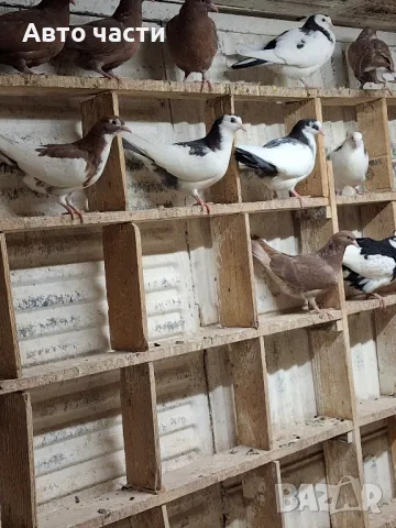 пазарджишки високолетачи гълаби те са стар ДЖИНС , снимка 16 - Гълъби - 48211259