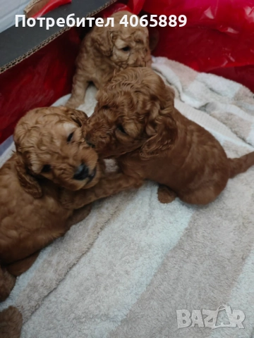  Мини пудел , снимка 2 - Пудели - 52898695