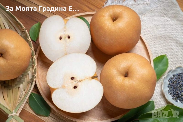 Азиатска круша - Наши, снимка 4 - Градински цветя и растения - 53618692