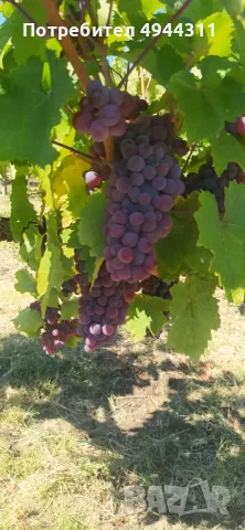 Продавам грозде, снимка 5 - Домашни продукти - 56007322