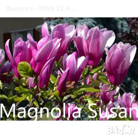 Магнолия - Magnolia НАЛИЧНИ 21 ВИДА Студоустoйчиви, снимка 12 - Градински цветя и растения - 33512293