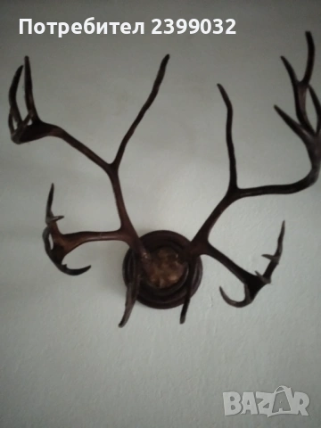 Продавам,красиви рога,готови за декорация, снимка 3 - Други - 53093819