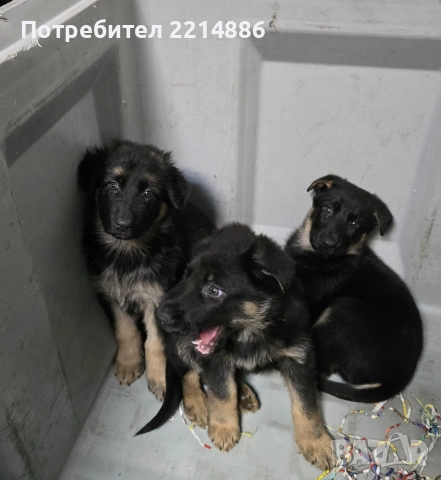 Немска овчарка работен тип, снимка 4 - Немска овчарка - 52970117