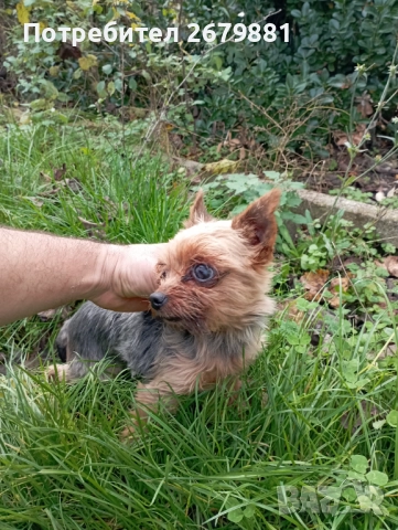 Мини йорки момиче на 3 години , снимка 4 - Йоркширски териер - 52472270