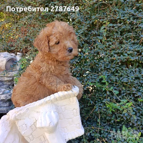 Той пудел момиче., снимка 4 - Пудели - 55974244