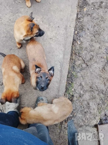 Малки белгийски овчарки , снимка 3 - Белгийска овчарка - 53297889