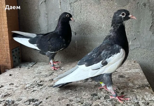 Поморийски Ролер и Мардини, снимка 5 - Гълъби - 56300271