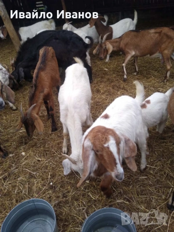 Продавам кози 20 броя, снимка 7 - Кози - 52027670
