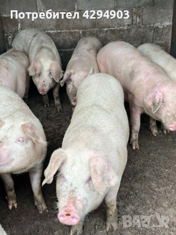 Продавам прасета, снимка 2 - Прасета - 52873270