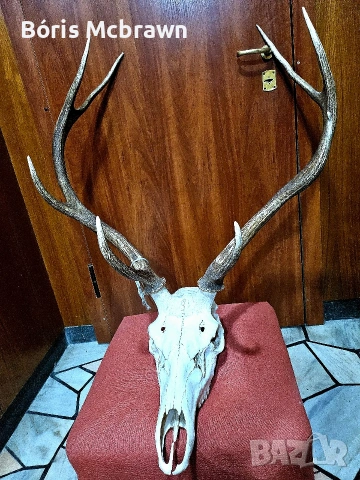 Уникален череп с рога от благороден елен – Колекционерски трофей