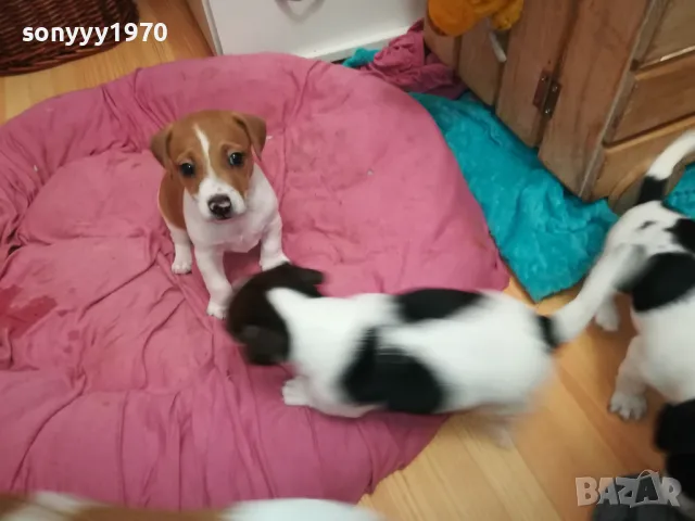 АЗ СЪМ СЛАДКО БЕБЕ ДЖАК,ТЪРСЯ НОВИЯ СИ ДОМ 0102251734, снимка 6 - Джак ръсел териер - 48920630