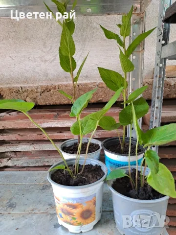 Кампанула камбанка и кампанула гломерата , снимка 6 - Градински цветя и растения - 50331205