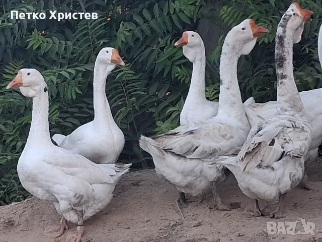 Холмогорски Гъски , снимка 2 - Патици и гъски - 55969475