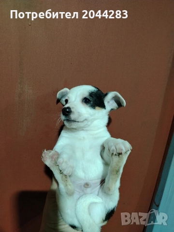 мини пинчер, снимка 2 - Пинчер - 52819211