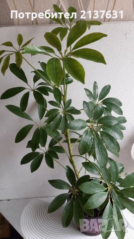 Продавам ШЕФЛЕРА , снимка 1