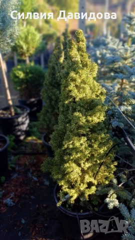 Смърч коника , снимка 11 - Градински цветя и растения - 52505478