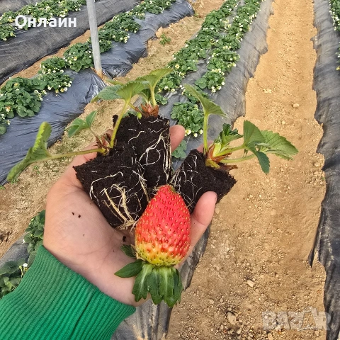 Разсад ягоди в тарелка/табла, снимка 7 - Разсади - 53593951