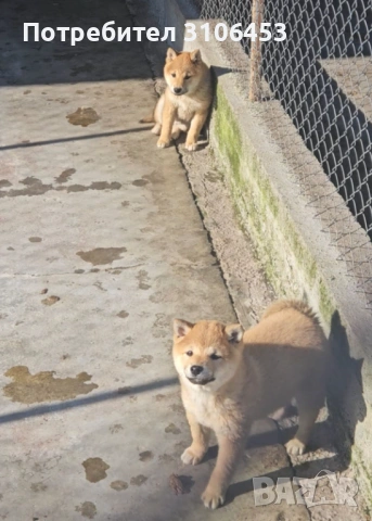 Шиба ину, снимка 2 - Шиба ину - 53396086
