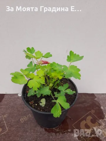 Аквилегия , снимка 5 - Градински цветя и растения - 49424812