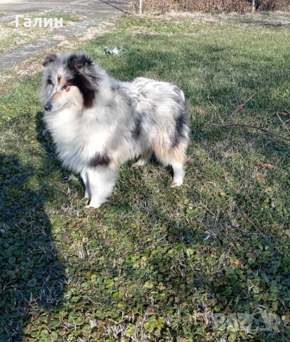 Шотландска овчарка/Коли, снимка 3 - Коли - 44734137