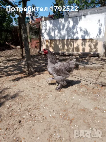 Млади петли Брама от 2024 г., снимка 1