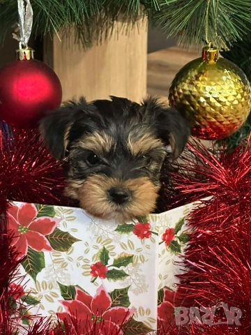 Мини йоркширски териер , снимка 6 - Йоркширски териер - 52687703