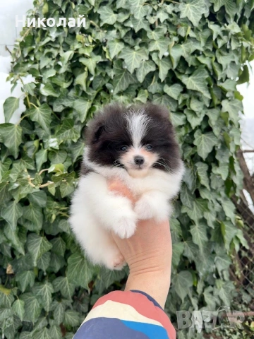 Померан мини момче. Померанче