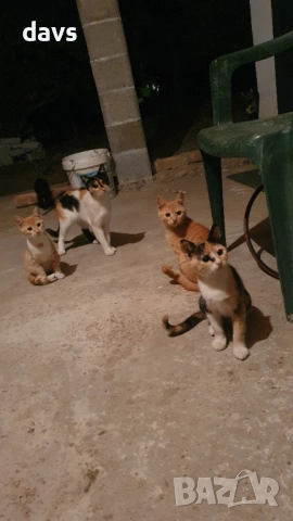 Малки котета – различни шарки, снимка 15 - Други - 51941131