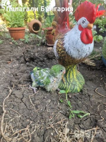 Ръчно хранени Монашески Папагалчета, снимка 5 - Папагали - 51069787