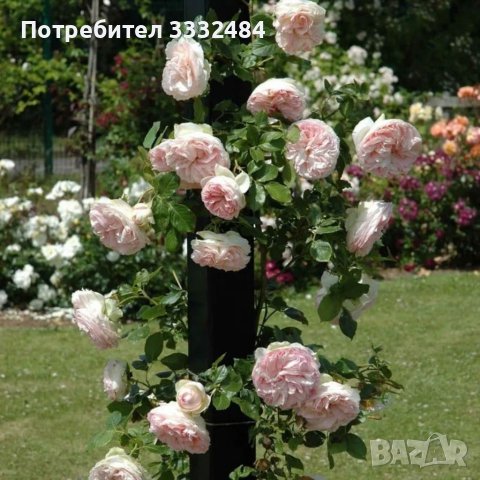 Роза 59, снимка 4 - Градински цветя и растения - 41902824